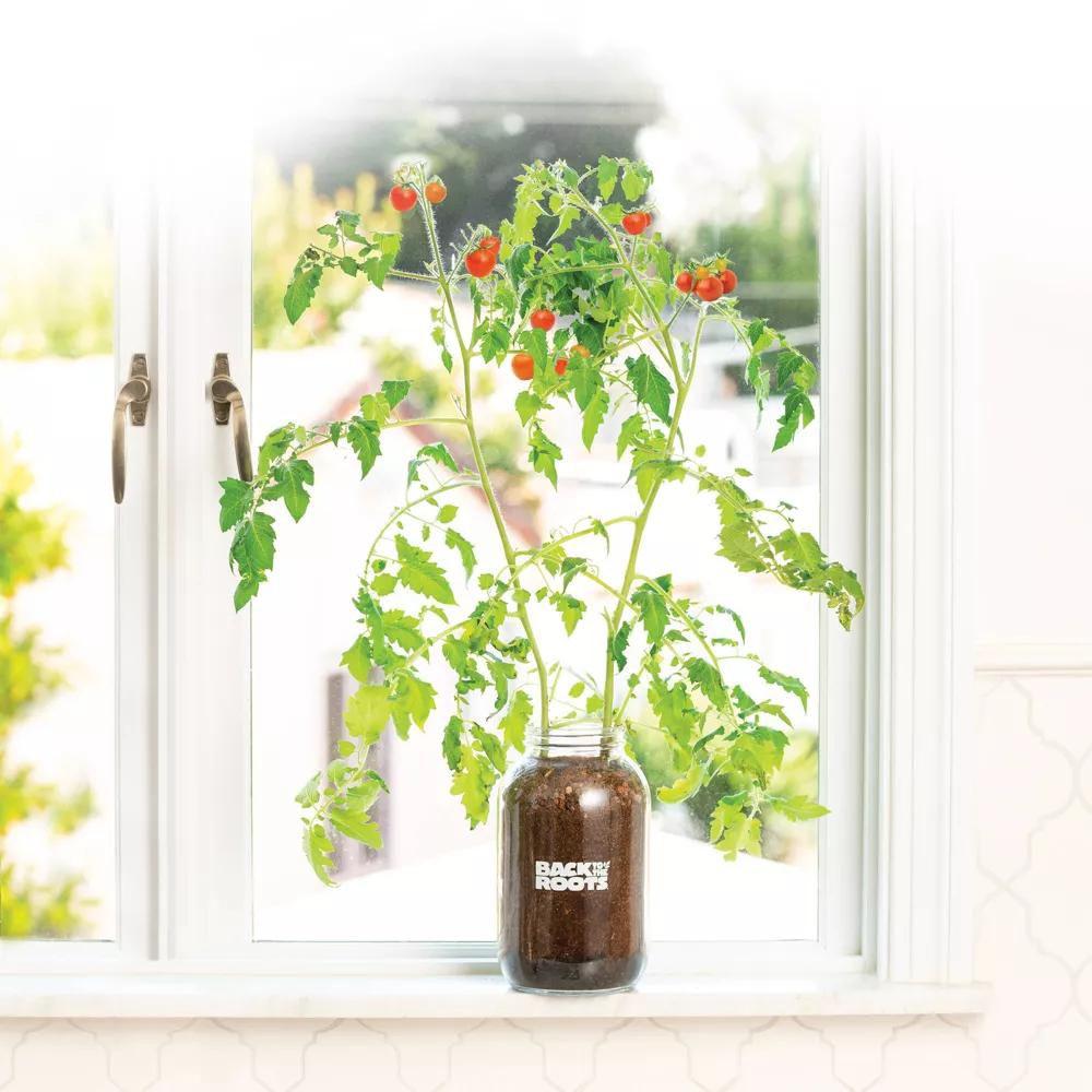 Back to the Roots Organic Tomato Grow Kit